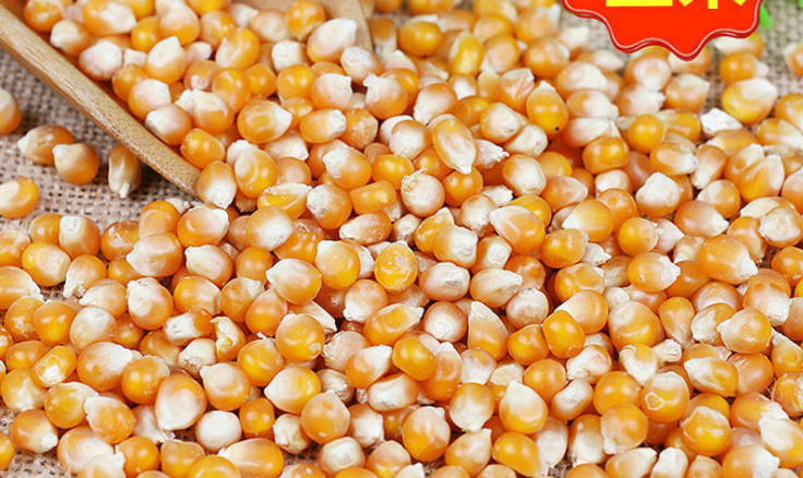 生產飼料用玉米 玉米飼料磨粉機 生產飼料用玉米 玉米飼料磨粉機